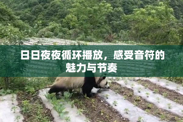 日日夜夜循环播放，感受音符的魅力与节奏