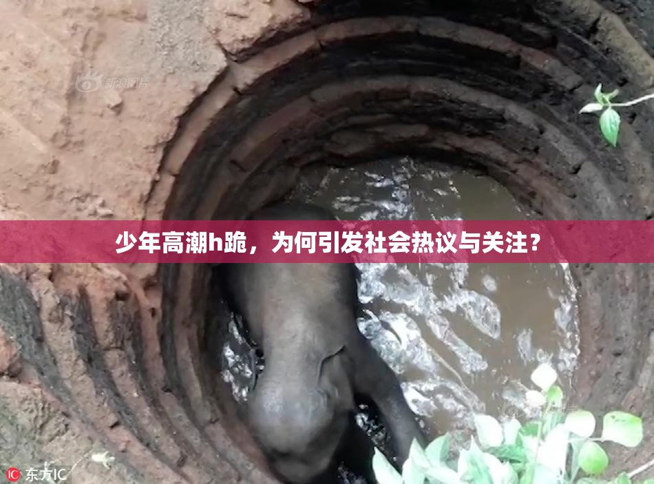 少年高潮h跪，为何引发社会热议与关注？