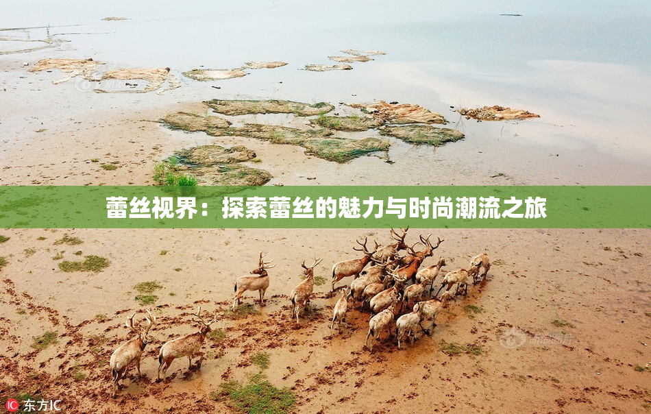 蕾丝视界：探索蕾丝的魅力与时尚潮流之旅