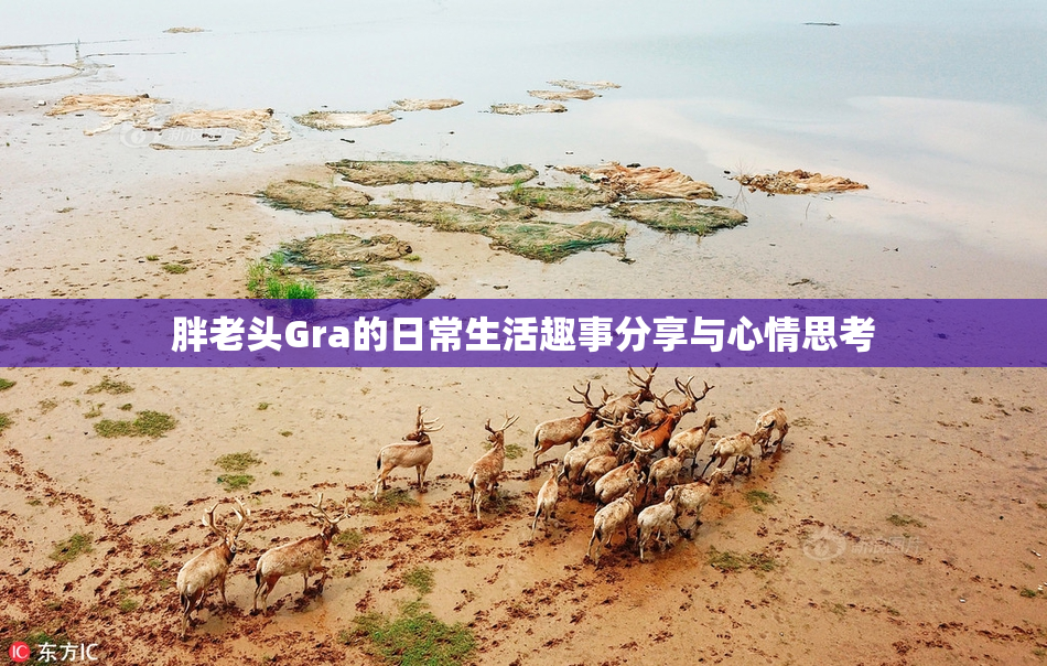胖老头Gra的日常生活趣事分享与心情思考