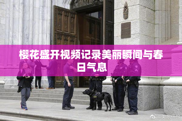 樱花盛开视频记录美丽瞬间与春日气息