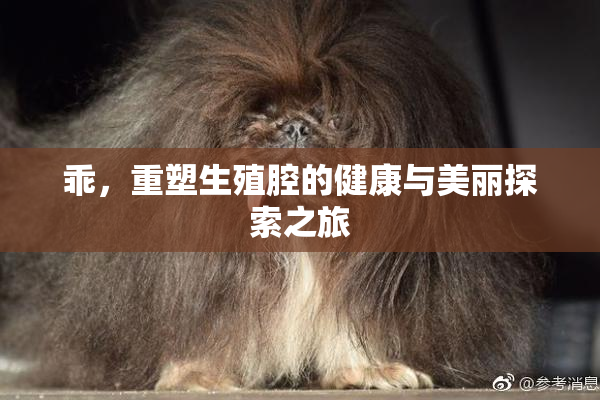 乖，重塑生殖腔的健康与美丽探索之旅