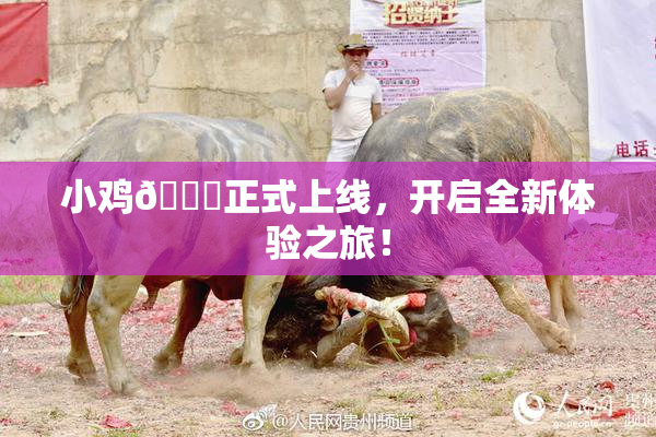 小鸡🐔正式上线，开启全新体验之旅！