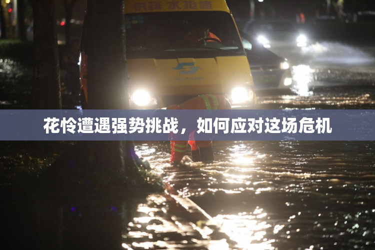 花怜遭遇强势挑战，如何应对这场危机