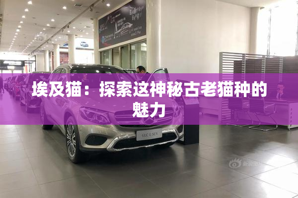 埃及猫：探索这神秘古老猫种的魅力