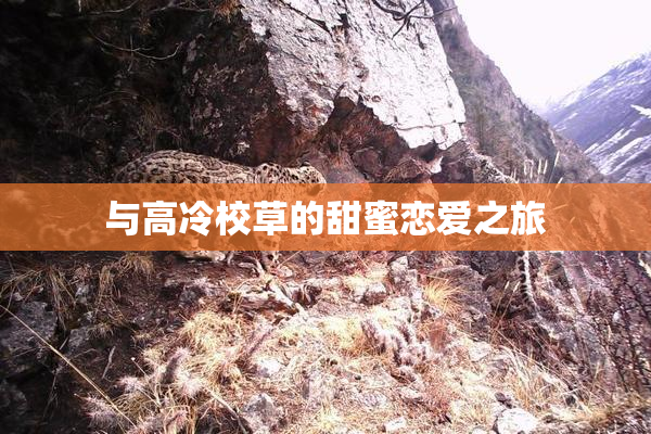 与高冷校草的甜蜜恋爱之旅