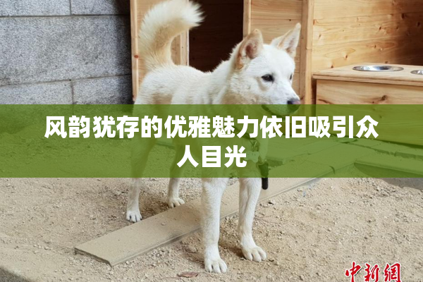 风韵犹存的优雅魅力依旧吸引众人目光