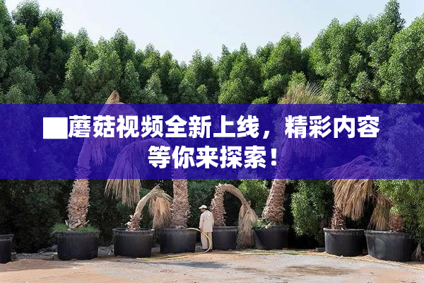 ▇蘑菇视频全新上线，精彩内容等你来探索！