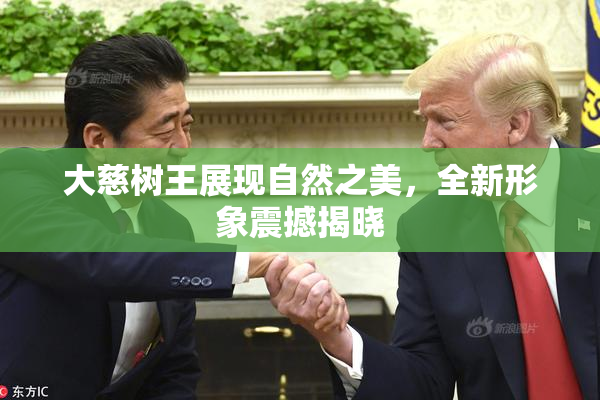 大慈树王展现自然之美，全新形象震撼揭晓