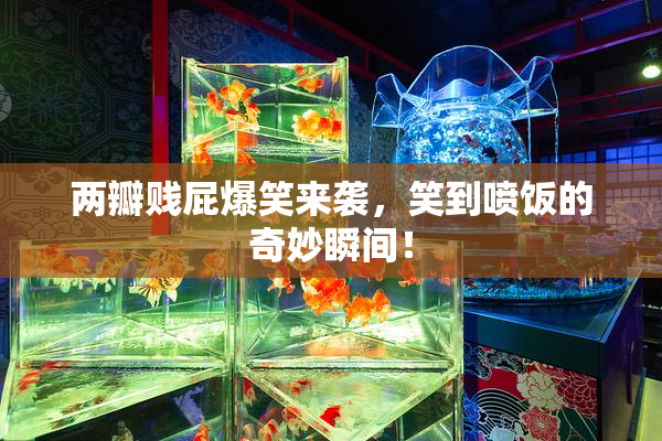 两瓣贱屁爆笑来袭，笑到喷饭的奇妙瞬间！