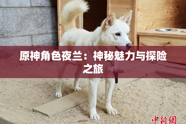 原神角色夜兰：神秘魅力与探险之旅