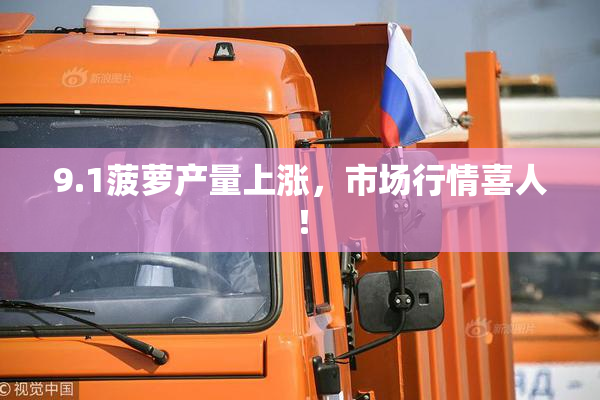 9.1菠萝产量上涨，市场行情喜人！