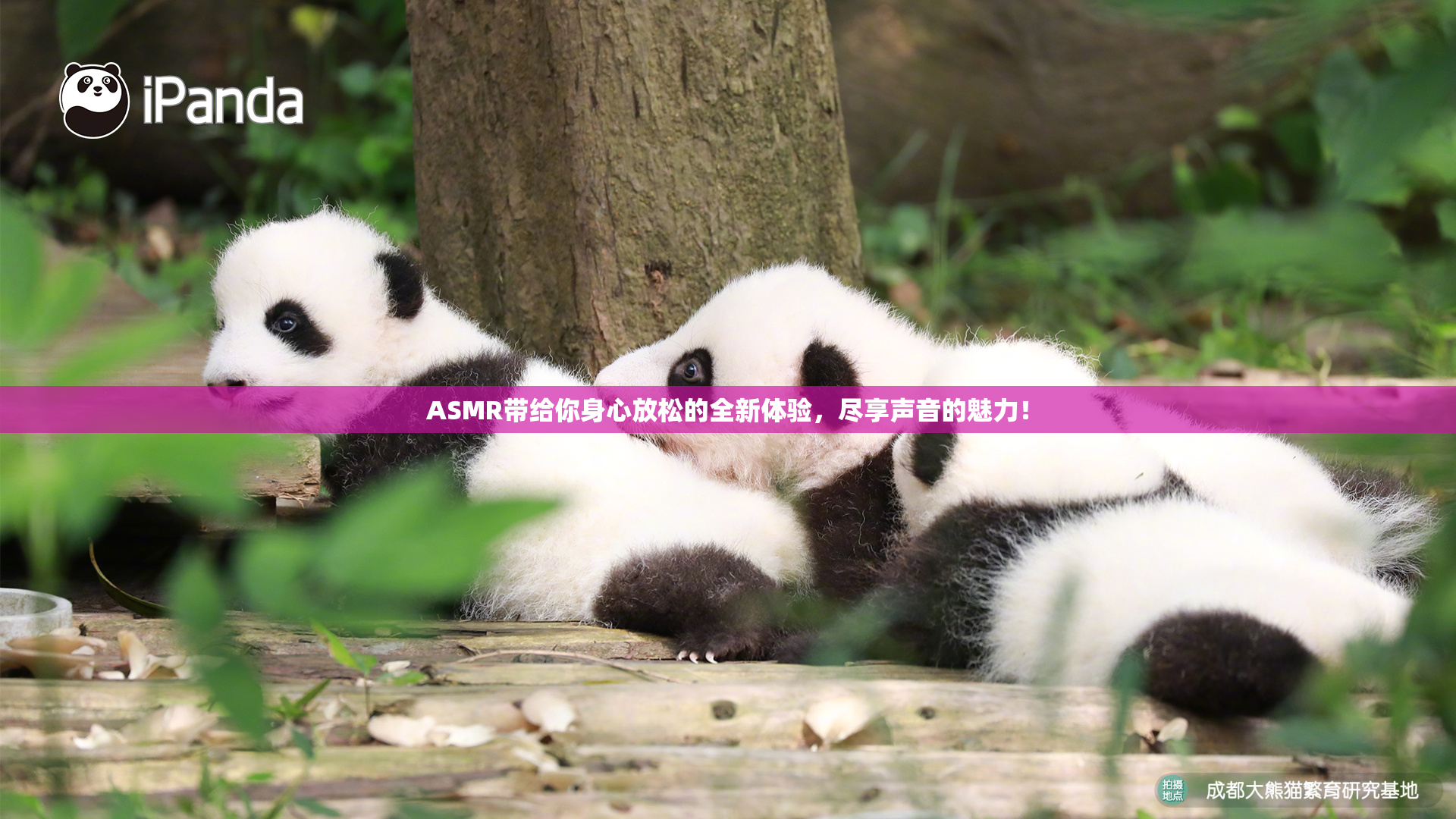 ASMR带给你身心放松的全新体验，尽享声音的魅力！