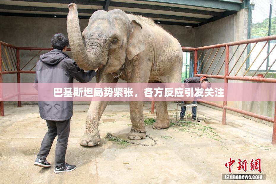 巴基斯坦局势紧张，各方反应引发关注