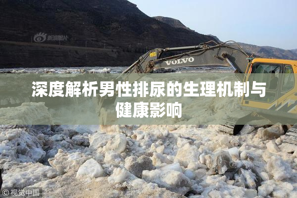 深度解析男性排尿的生理机制与健康影响