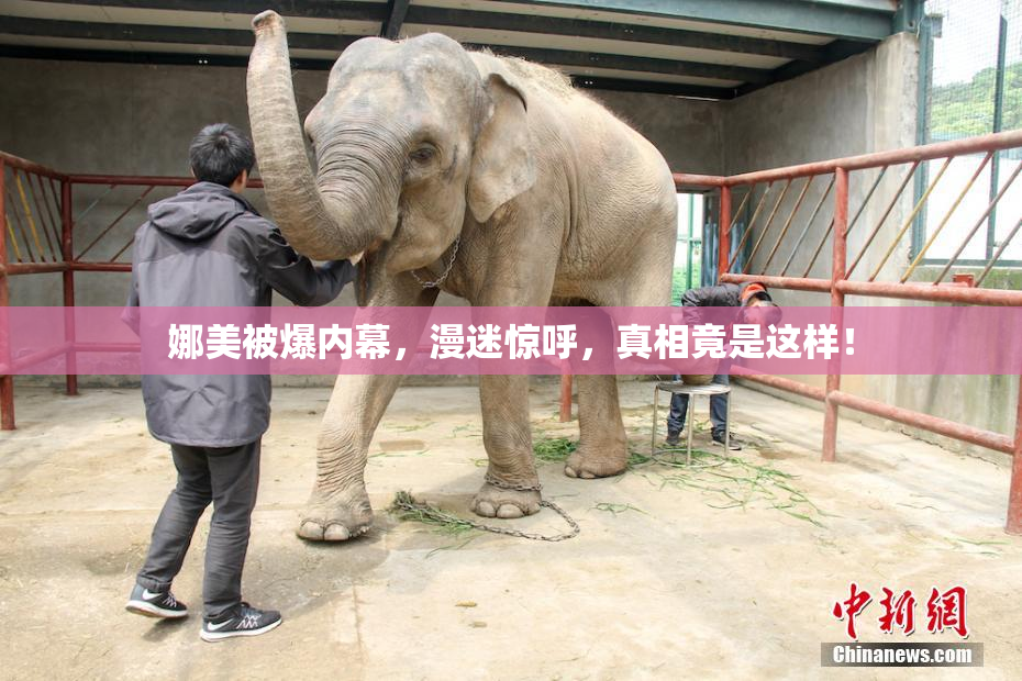 娜美被爆内幕，漫迷惊呼，真相竟是这样！