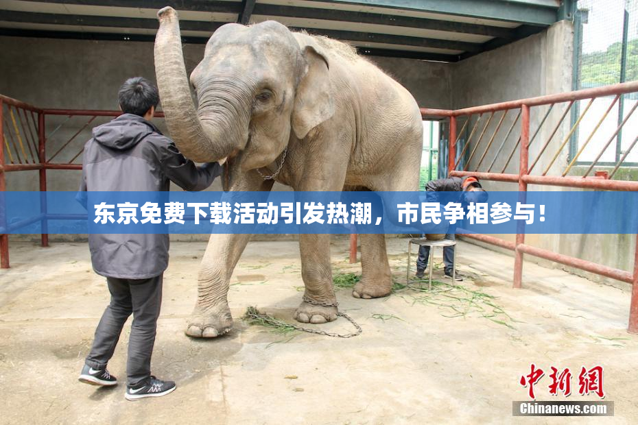 东京免费下载活动引发热潮，市民争相参与！