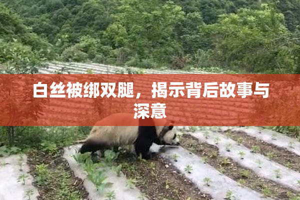 白丝被绑双腿，揭示背后故事与深意