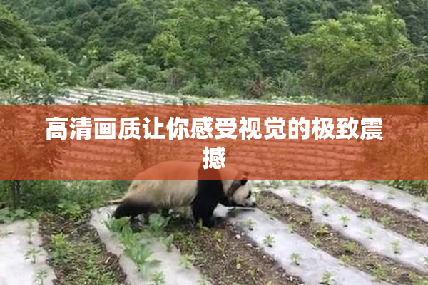 高清画质让你感受视觉的极致震撼