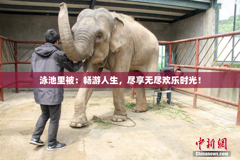 泳池里被：畅游人生，尽享无尽欢乐时光！