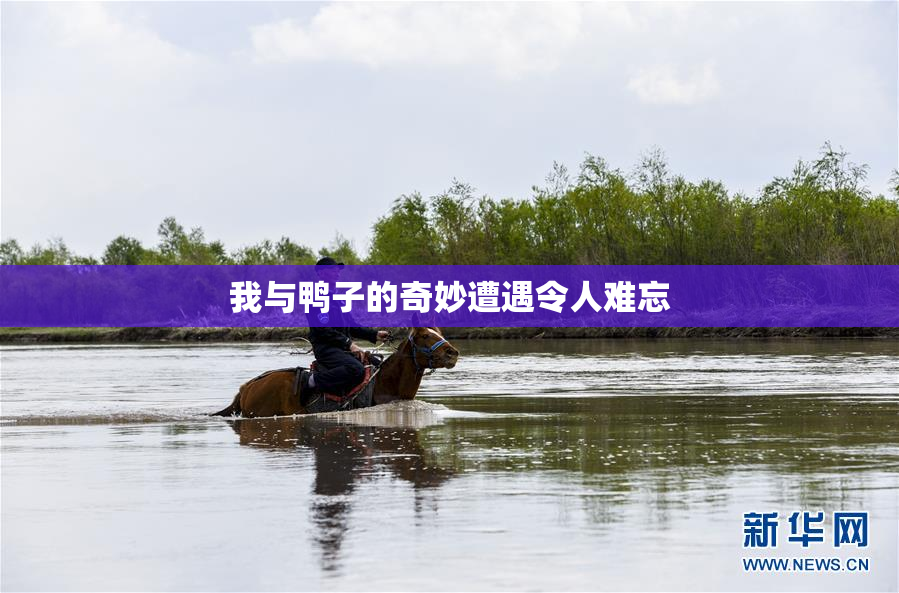 我与鸭子的奇妙遭遇令人难忘