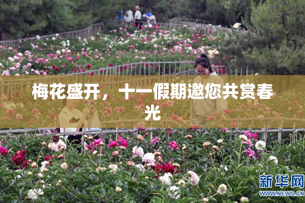 梅花盛开，十一假期邀您共赏春光