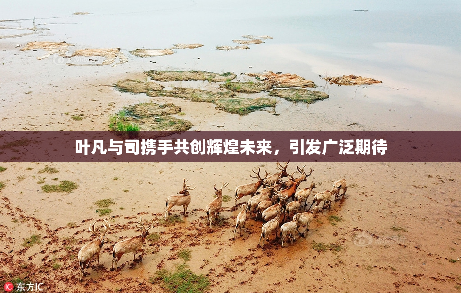 叶凡与司携手共创辉煌未来，引发广泛期待