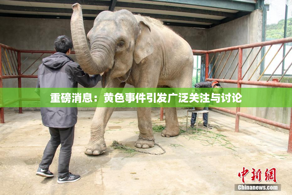 重磅消息：黄色事件引发广泛关注与讨论