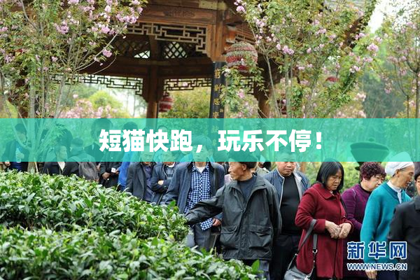 短猫快跑，玩乐不停！