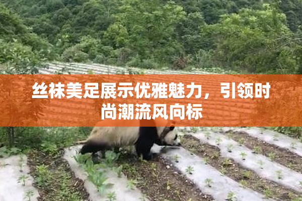 丝袜美足展示优雅魅力，引领时尚潮流风向标
