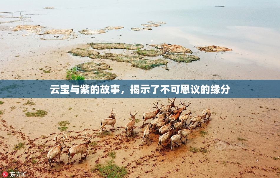 云宝与紫的故事，揭示了不可思议的缘分