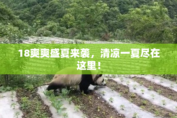 18爽爽盛夏来袭，清凉一夏尽在这里！