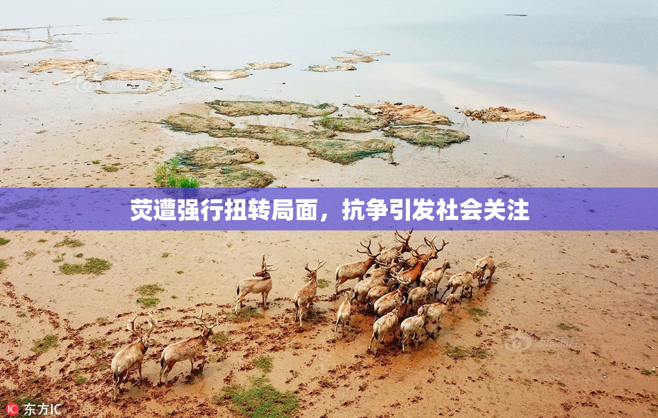 荧遭强行扭转局面，抗争引发社会关注