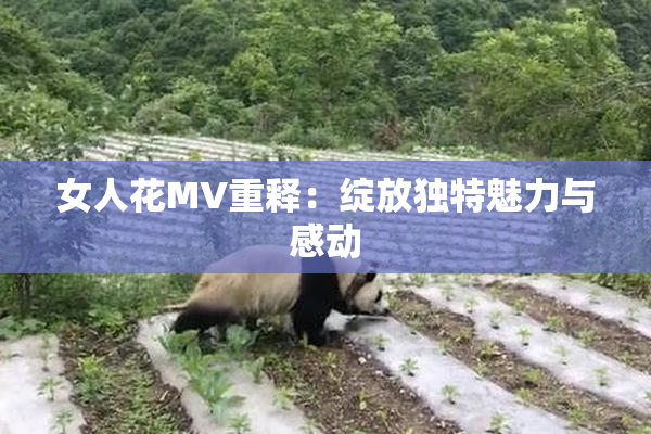 女人花MV重释：绽放独特魅力与感动