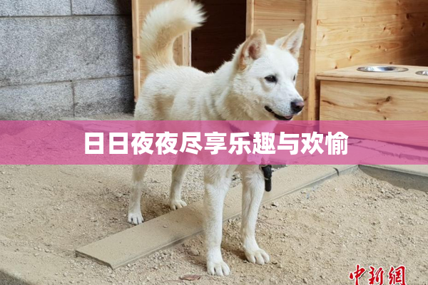 日日夜夜尽享乐趣与欢愉