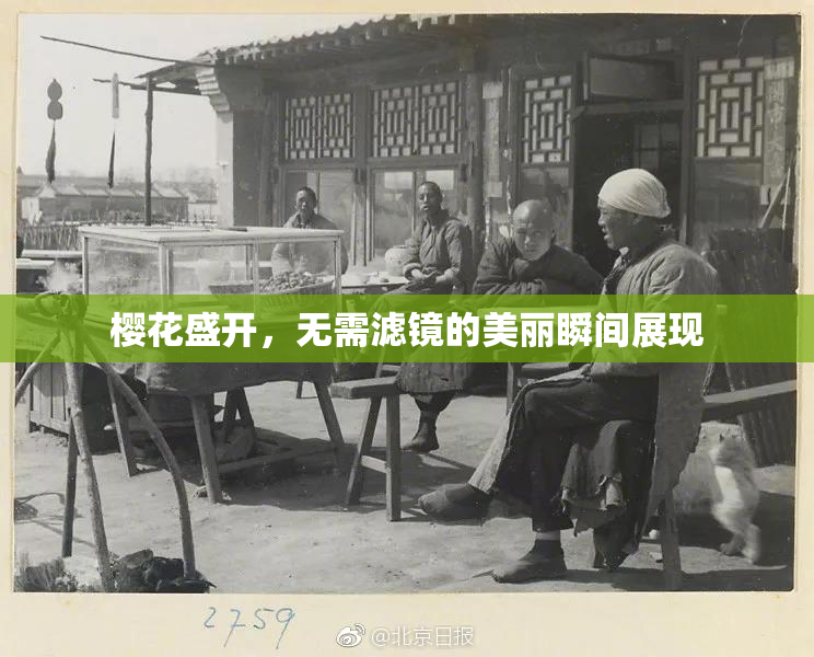 樱花盛开，无需滤镜的美丽瞬间展现