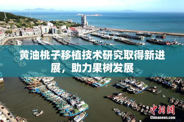 黄油桃子移植技术研究取得新进展，助力果树发展