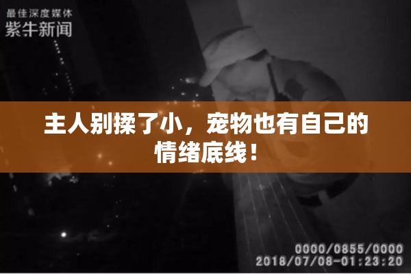主人别揉了小，宠物也有自己的情绪底线！