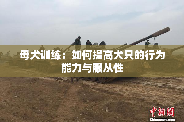 母犬训练：如何提高犬只的行为能力与服从性