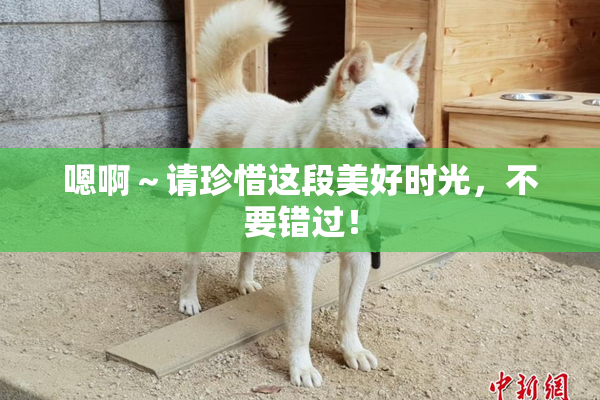 嗯啊～请珍惜这段美好时光，不要错过！