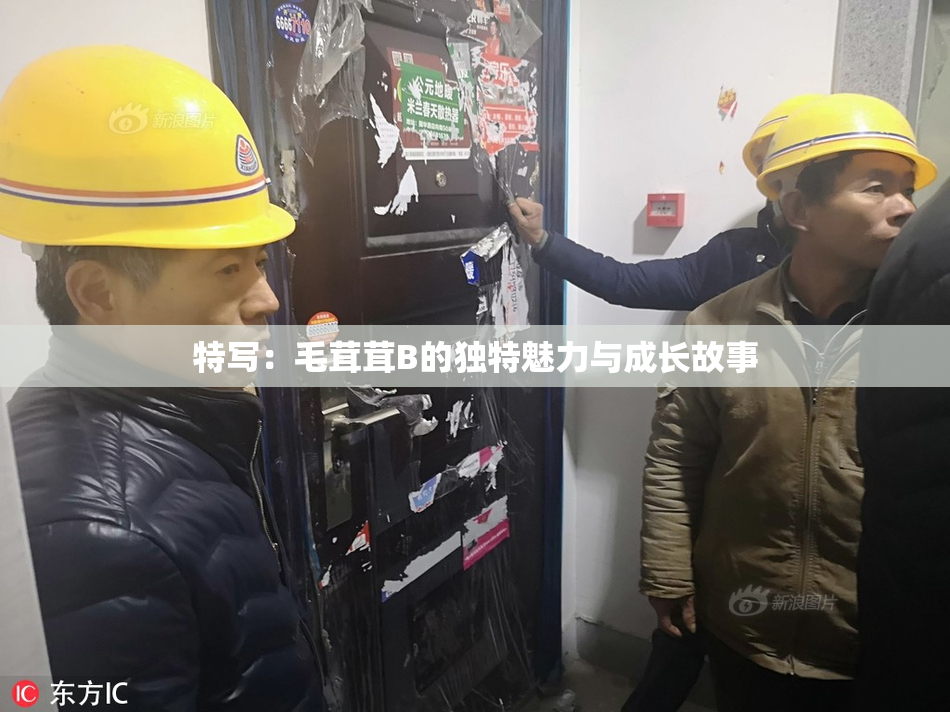 特写：毛茸茸B的独特魅力与成长故事