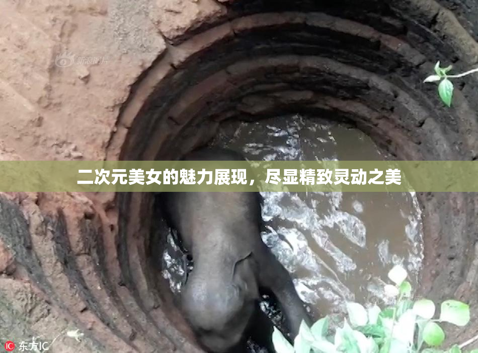 二次元美女的魅力展现，尽显精致灵动之美