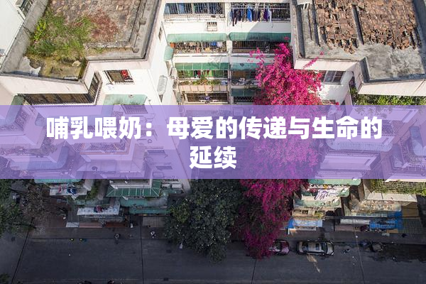 哺乳喂奶：母爱的传递与生命的延续