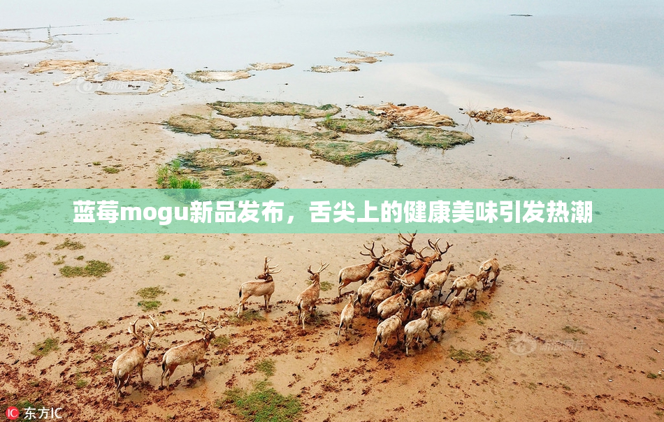 蓝莓mogu新品发布，舌尖上的健康美味引发热潮