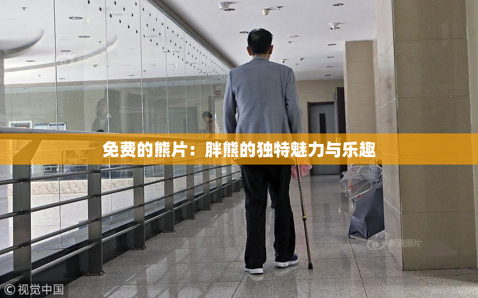 免费的熊片：胖熊的独特魅力与乐趣