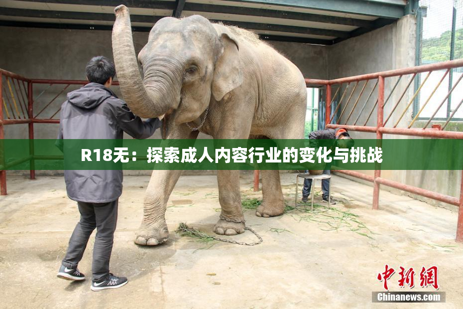 R18无：探索成人内容行业的变化与挑战
