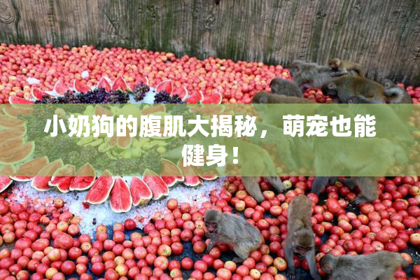 小奶狗的腹肌大揭秘，萌宠也能健身！