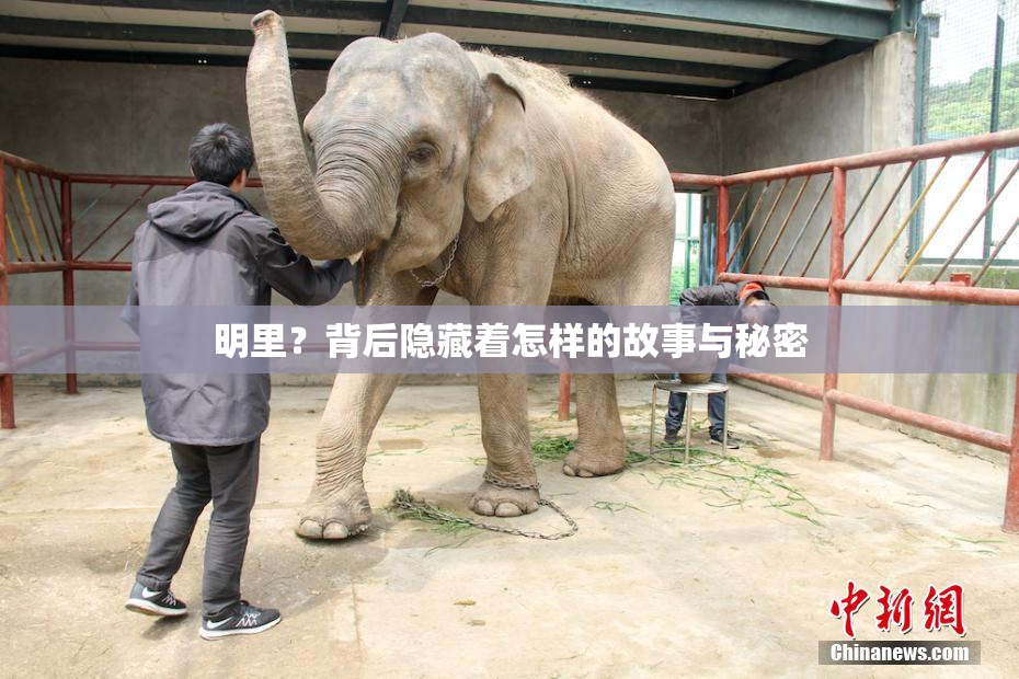 明里？背后隐藏着怎样的故事与秘密