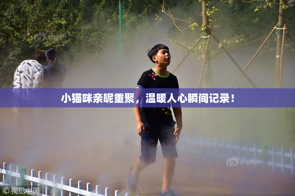 小猫咪亲昵重聚，温暖人心瞬间记录！