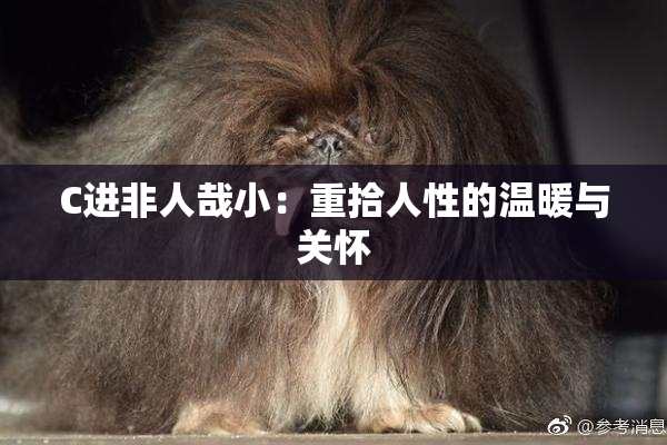 C进非人哉小：重拾人性的温暖与关怀
